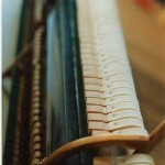 close up hamerkoppen